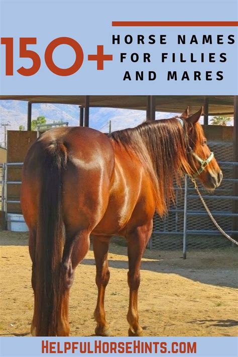 150 Horse Names For Fillies And Mares Tips For Naming Horse Names