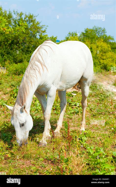 White Horse Grazing Stock Photo Alamy