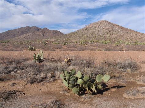 The prickly pear is opuntia: Great Divide Mountain Bike Route (GDMBR - Segment): I-10 ...