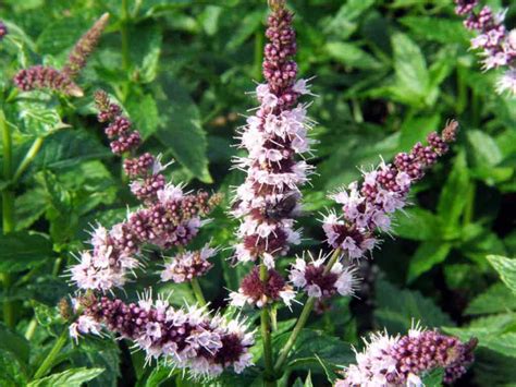 How To Grow And Care For Mint Plants World Of Flowering
