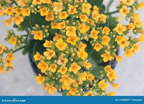 Yellow Kalanchoe Flowers From Above Stock Image Image Of