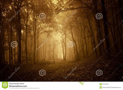 Dark Spooky Forest With Fog In Autumn At Sunrise Stock Photo Image Of