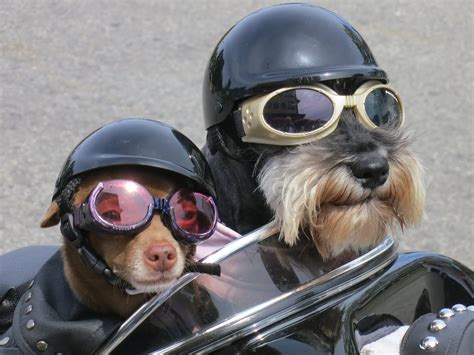 5 Best Dog Motorcycle Helmet And Goggles Reviews Updated 2022 Dog
