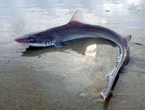 Shark Smooth Dogfish Pmk00001