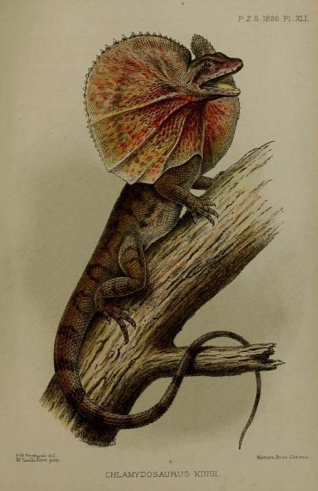 Frill Necked Lizard Proceedings Of The Zoological Society Of London