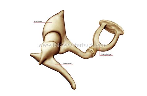 Human Being Sense Organs Hearing Auditory Ossicles Image