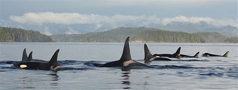 Killer Whales In Canadian Pacific Waters Pacific Region Fisheries