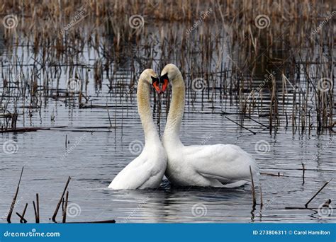 Two Mute Swans Swim Together And Form A Heart Stock Image Image Of