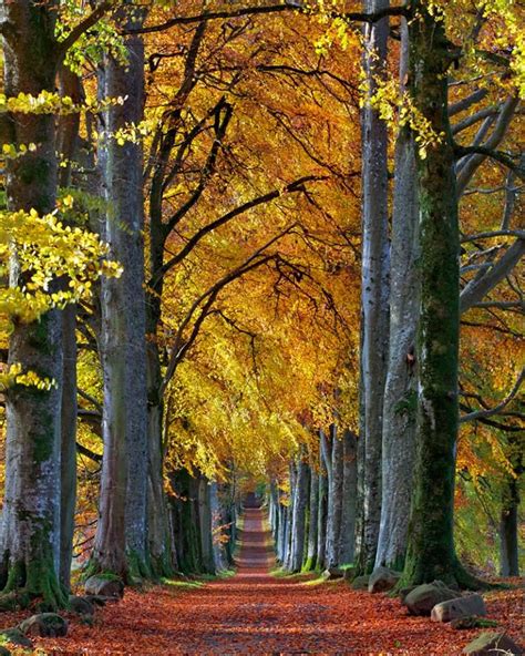 Tall Beech Trees And Amazing Autumn Foliage Here In Perthshire You Will
