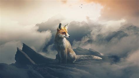 1920x1080 Fox The Observer Laptop Full Hd 1080p Hd 4k Wallpapers