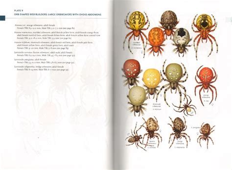 Common Spiders Of North America Richard A Bradley Steve Buchanan