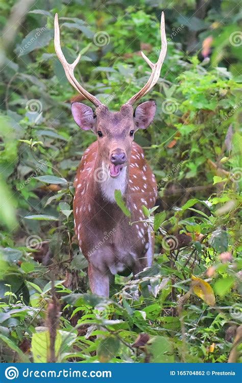 A Male Adult Red Spotted Deer With Large Antelopes In Chitwan National