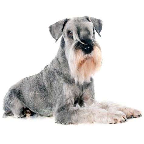 The poodle is most commonly claimed to have been developed in germany, although it is also claimed to be from. Standard Schnauzer Dog Breed » Everything About Standard ...