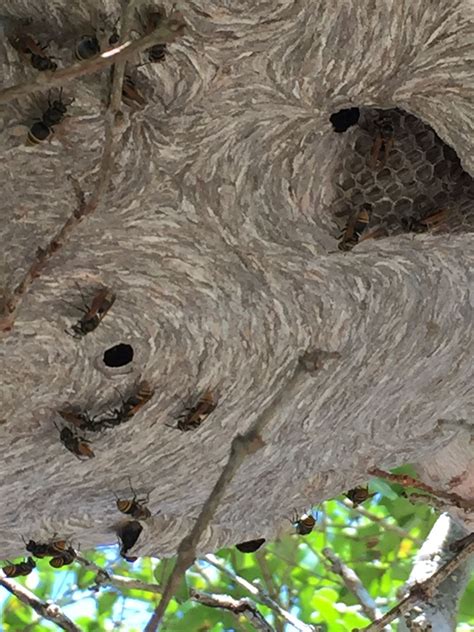 Bald Face Hornet Nest Closeup Bald Face Hornets Nest Hornet Hot Sex