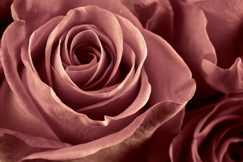 What The Colors Of Roses Mean The Meaning Of Color