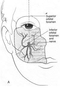 Infraorbital Nerve Distribution