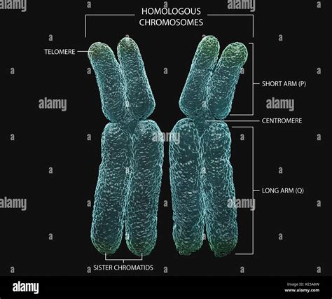 Cromosomas Homólogos Con Anotaciones Fotografía De Stock Alamy