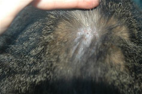 The vet said it was allergies and dry skin which was causing 'hot spots'. What are these scabs on my cat's back? (Picture) | Ask A Vet