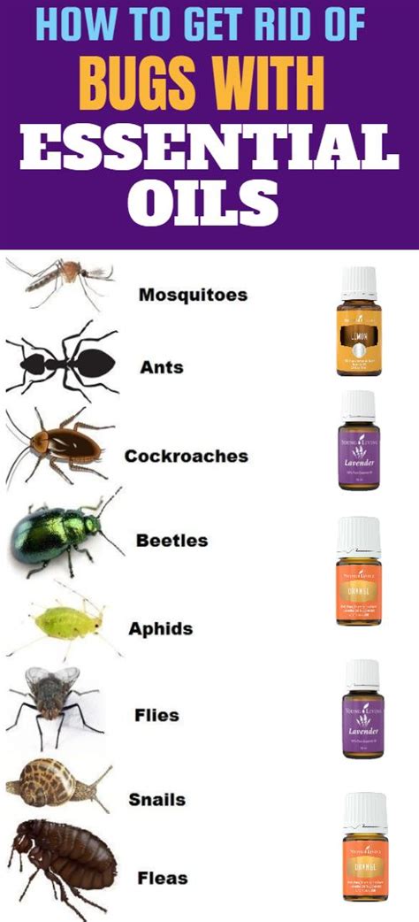 How To Use Essential Oils To Get Rid Of Bugs Essential Oils Ants