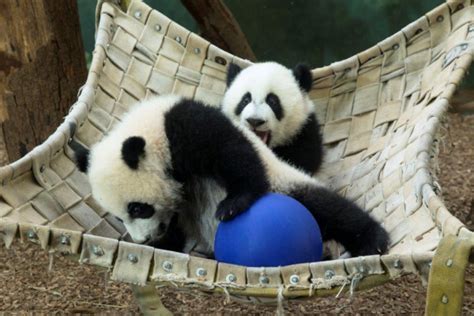Heres The Latest On Zoo Atlantas Panda Twins Zooborns