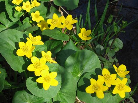 Ranunculus Septentrionalis Swamp Buttercup 2nr By Molly Dean Mens