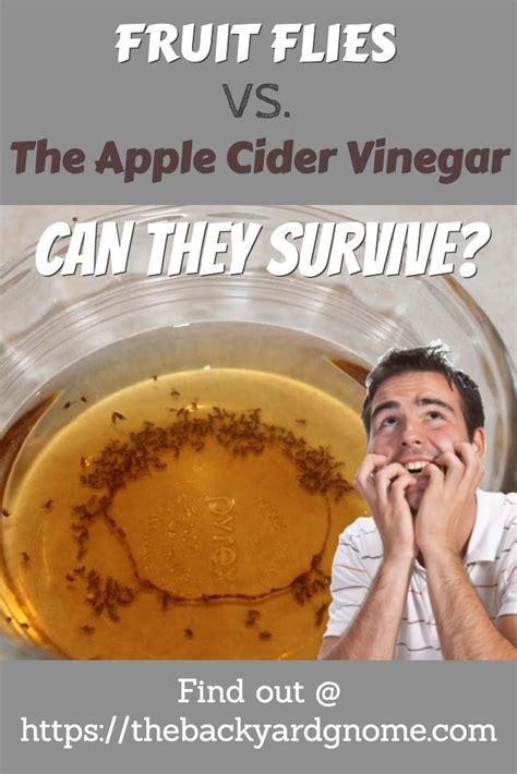 Fruit Flies Vs Apple Cider Vinegar Pest Control Methods Fruit Fly