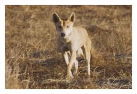 Hunting Behavior Of Dingoes A Dingo B Prey C Chasing And