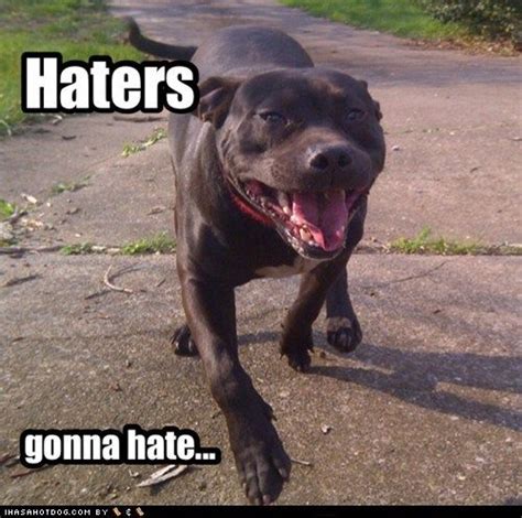 Best 25 Pitbull Meme Ideas On Pinterest Staffy Pups For