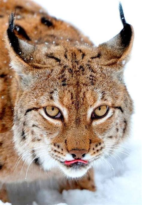 Pinterest Beautiful Cats Lynx Animals Wild