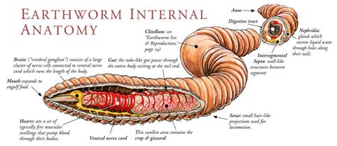 Earthworm Internal Anatomy Scientific illustration