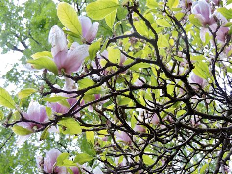 Pohon Magnolia Bunga Foto Gratis Di Pixabay Pixabay