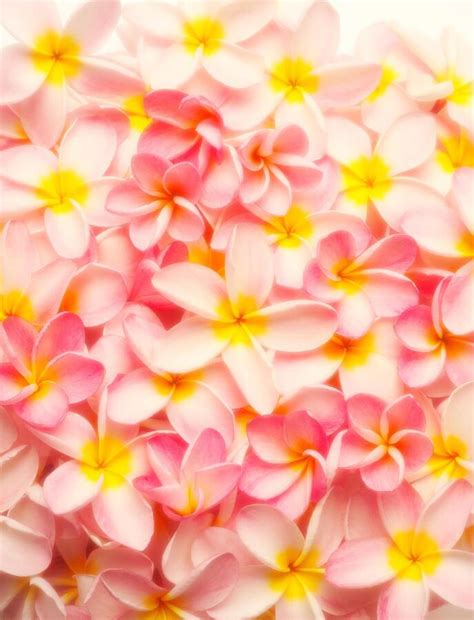 Plumeria (frangipani, pua melia) are flowering plants or small trees often associated with hawaii and other tropical islands. Plumerias | Best smelling flowers, Tropical flowers ...