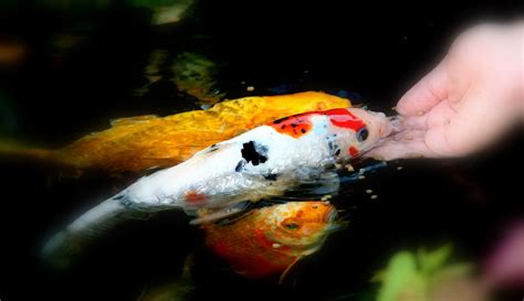 While some human food is perfectly acceptable for koi, some things will flatline your fish faster than you can say whoops. 5 Tips For Feeding Pond Fish|How Much Food Should I Give ...