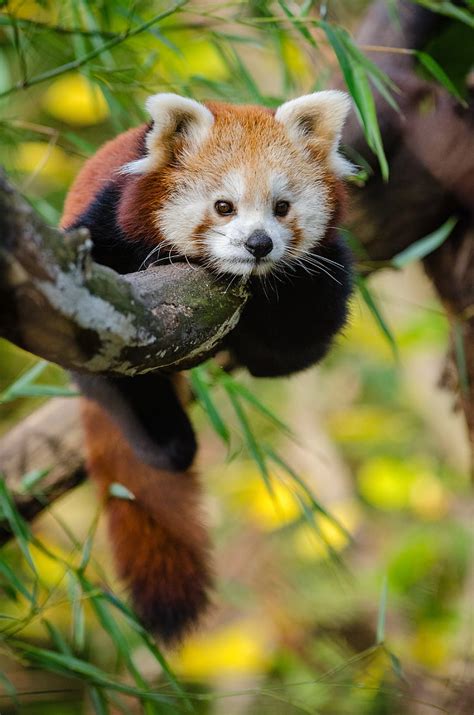 Royalty Free Photo Red Panda On Tree Branch Pickpik