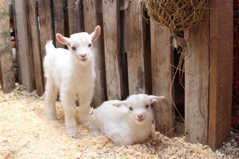 What Do Baby Goats Eat Food And Care Tips Pet Keen