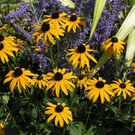 Nectar and the it will attract hummingbirds, bees and butterflies to your garden. 11 Plants to Attract Bees, Butterflies, and Hummingbirds ...