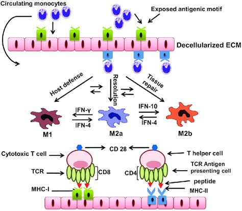 Macrophage Polarization And T Lymphocyte Interaction With The