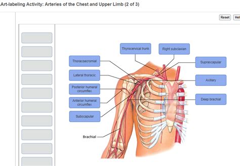 Solved Art Labeling Activity Arteries Of The Chest And Chegg Com