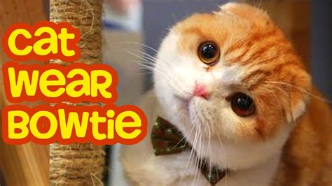 Cat Bowtie Cute Cat Scottish Fold Waffles The Cat Youtube
