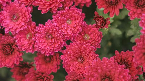 Download Wallpaper 3840x2160 Chrysanthemum Flowers Red Bloom Plant