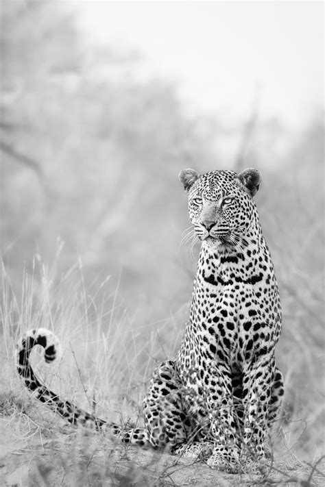 Photograph Super Leopard By Keith Connelly Photographics On 500px
