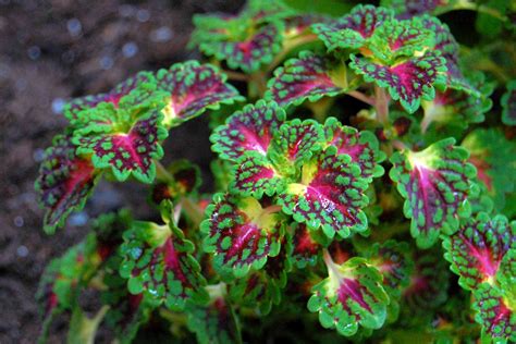 Coleus Plant Care And Growing Guide