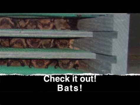 Schau dir angebote von bat house kits auf ebay an. Bat houses that attract bats - YouTube