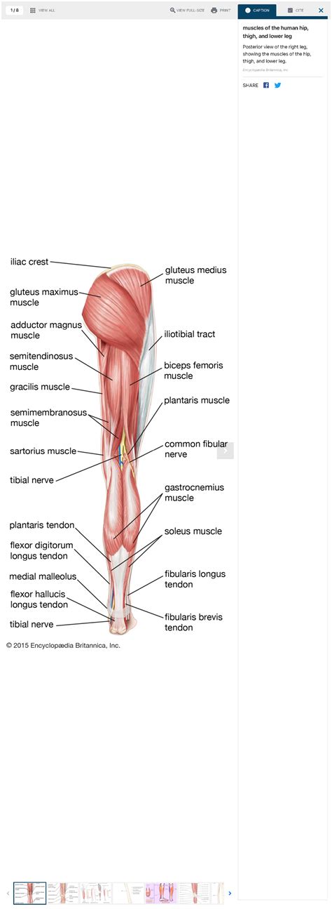 Leg Definition Bones Muscles Facts Britannica Home Quizzes