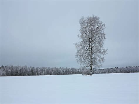 Winter Tree Alone Frozen Winter Finland Tree Snow Birch Hd