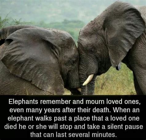 Elephants Remember And Mourn Loved Ones Elephant Facts Elephant