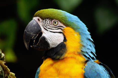 Blue Sapphire Macao Parrot Photo Parrots Hd Wallpaper Wallpaper Flare