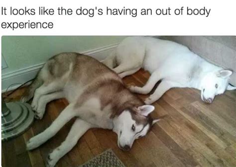 The 100 Funniest Dog Memes Of All Time Gallery
