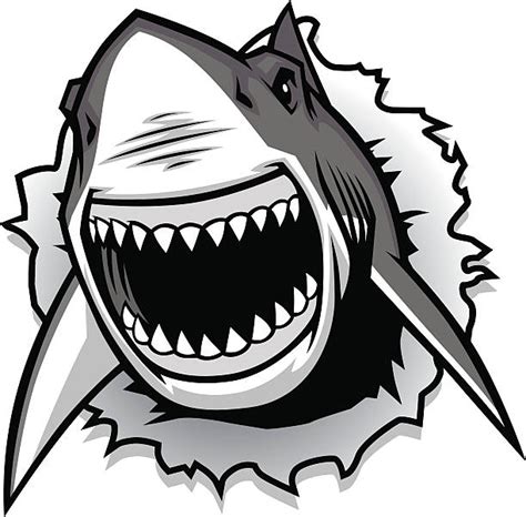 Royalty Free Great White Shark Clip Art Vector Images