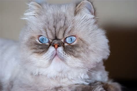 Persian Cat Great Pet Care